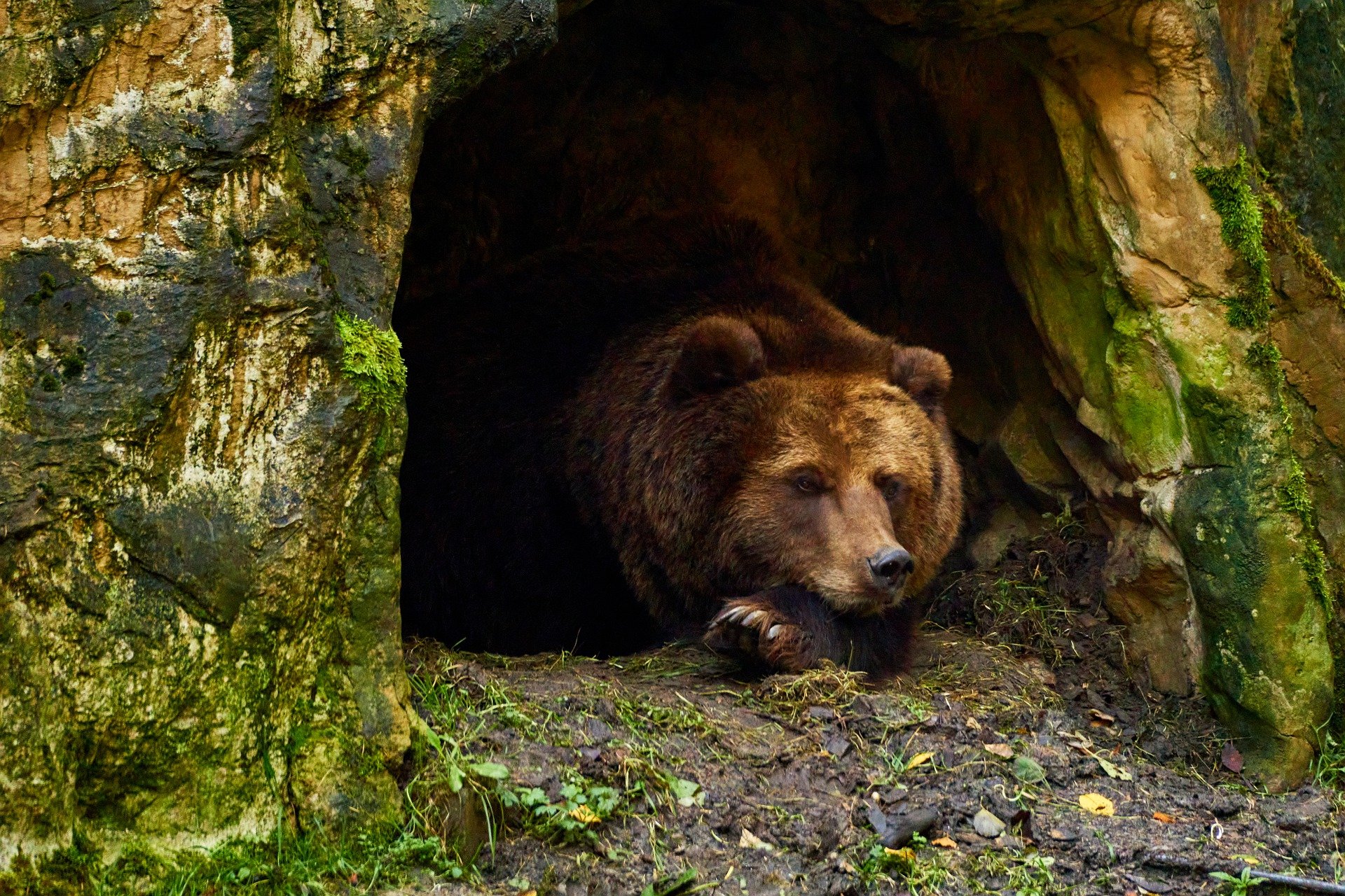 bear-6735307_1920